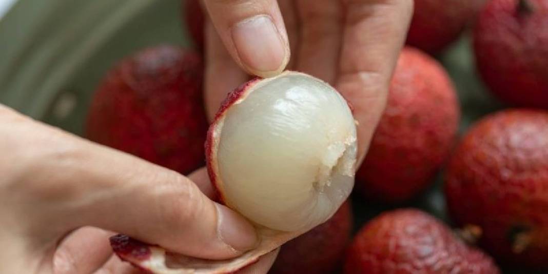 Mucize meyve sadece Mersin’den çıkıyor! Tadıyla şaşırtıyor, kral meyvesi ömrü uzatıyor 1